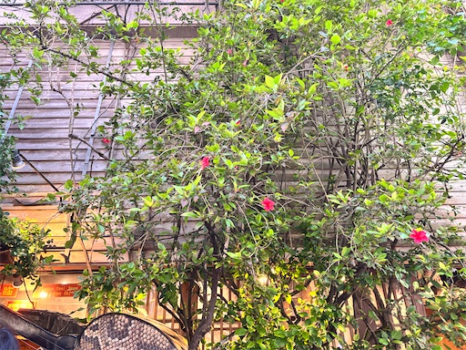 f:id:yuui_5012:20250608193018j:image
