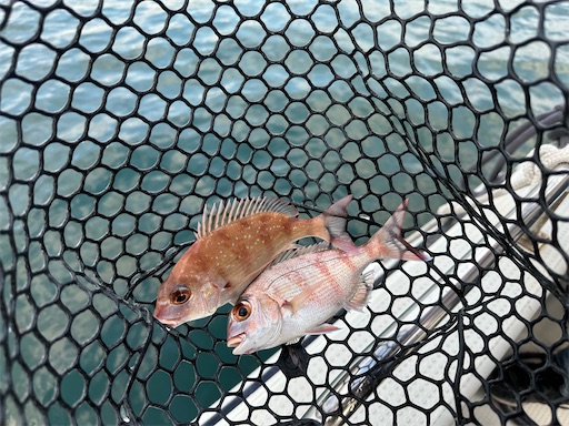 f:id:yuui_5012:20251004103537j:image f:id:yuui_5012:20251004103537j:image