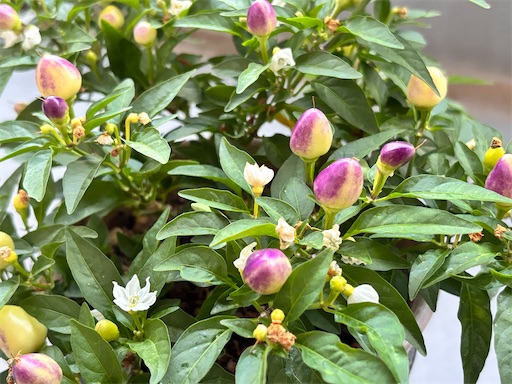 f:id:yuui_5012:20251027195630j:image f:id:yuui_5012:20251027195630j:image