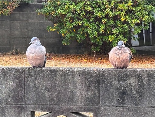 f:id:yuui_5012:20260124062301j:image f:id:yuui_5012:20260124062301j:image