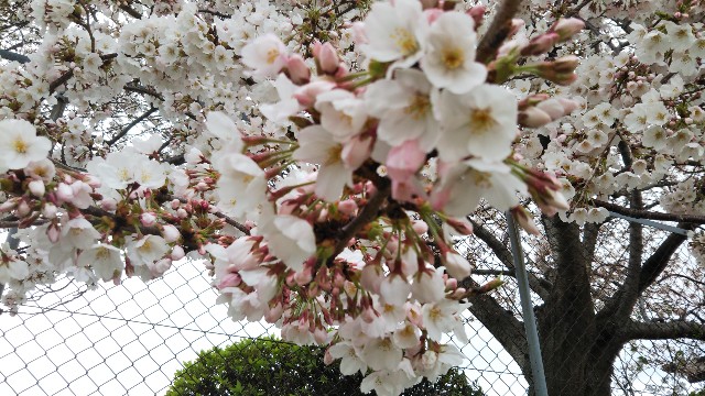 f:id:yuuki-8181:20200404041427j:image