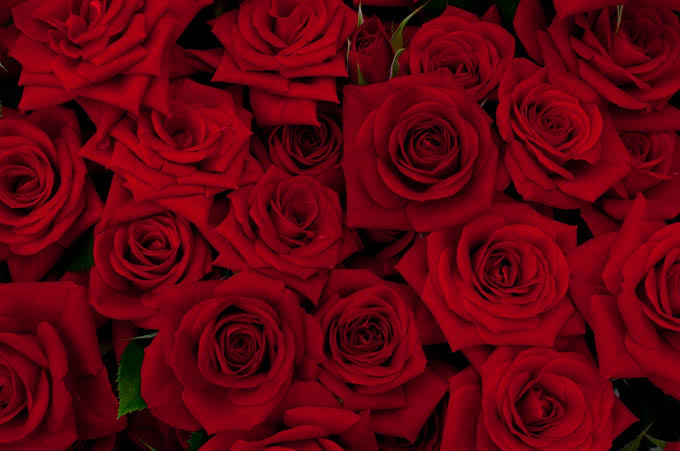 f:id:yuuki0528:20181207214951j:plain f:id:yuuki0528:20181207214951j:plain