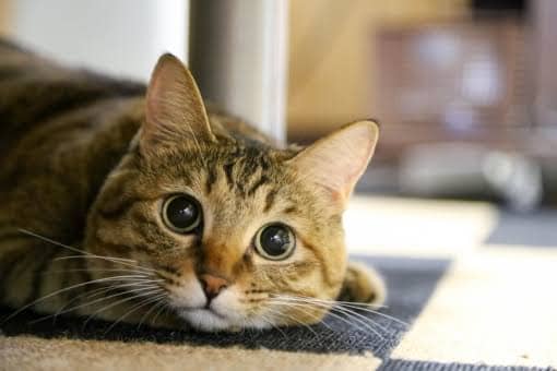 f:id:yuuki0528:20190130181946j:plain f:id:yuuki0528:20190130181946j:plain