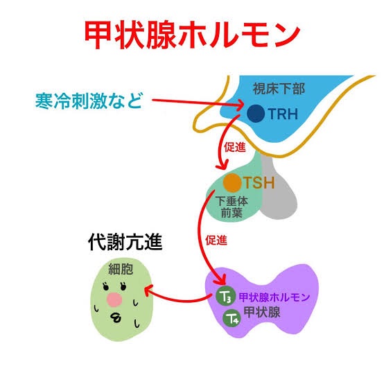 f:id:yuuki3939:20211007204724j:image f:id:yuuki3939:20211007204724j:image