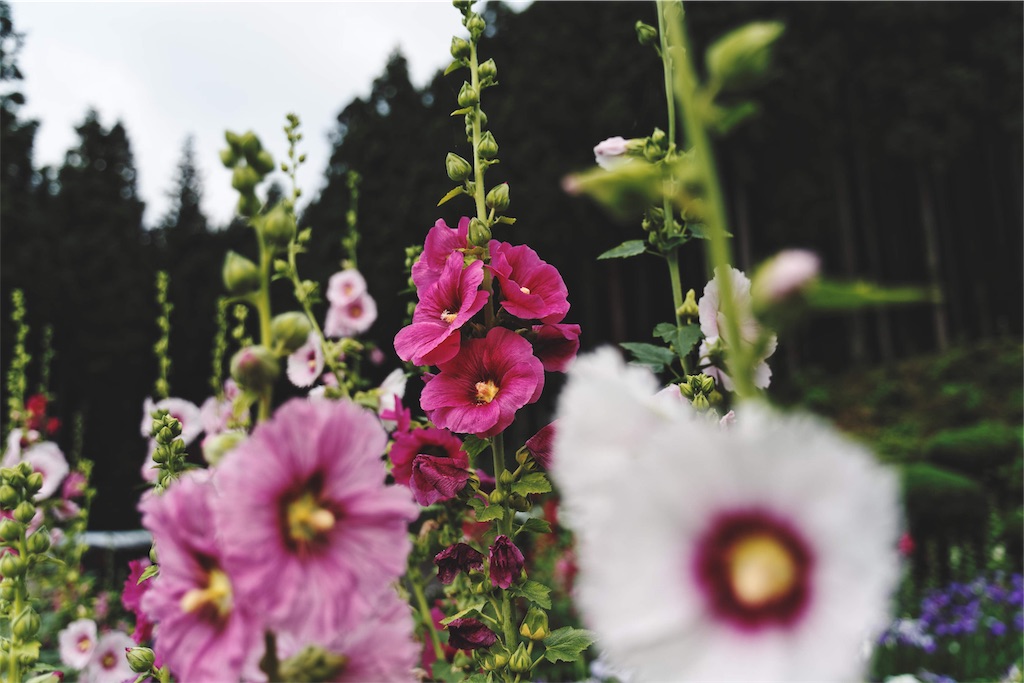 f:id:yuuki89:20190713191623j:image