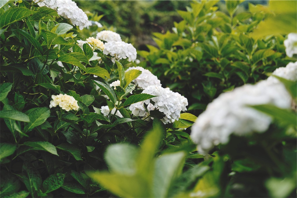 f:id:yuuki89:20190713191629j:image