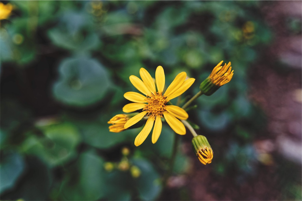 f:id:yuuki89:20191115131746j:image