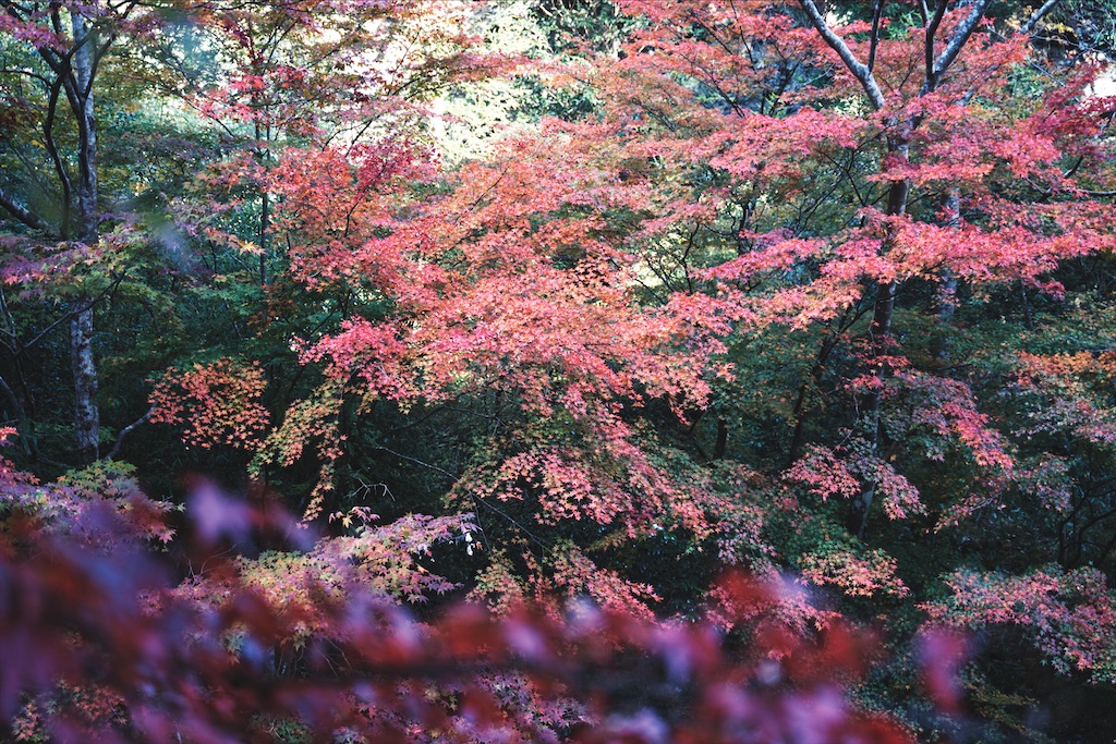 f:id:yuuki89:20201114184520j:image