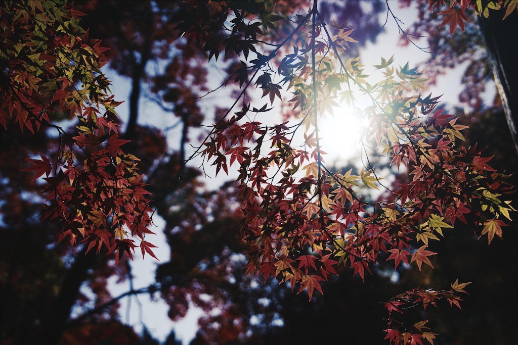 f:id:yuuki89:20201122192929j:image