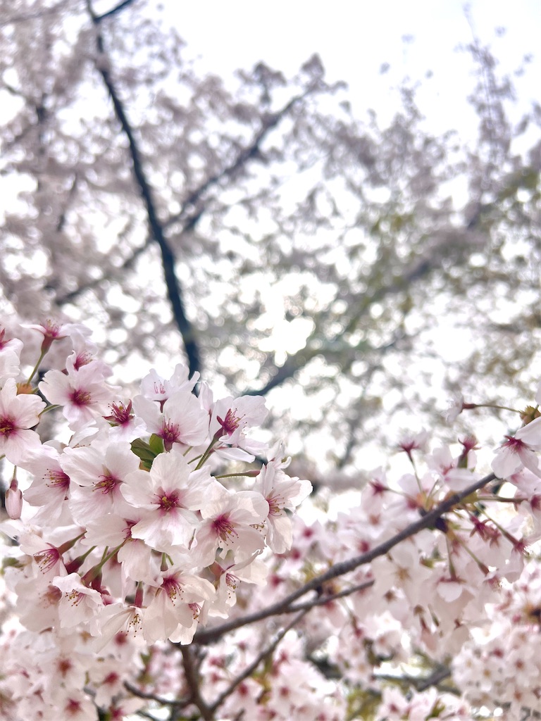 f:id:yuukihand:20240412225657j:image f:id:yuukihand:20240412225657j:image