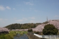 [2015引地川桜]