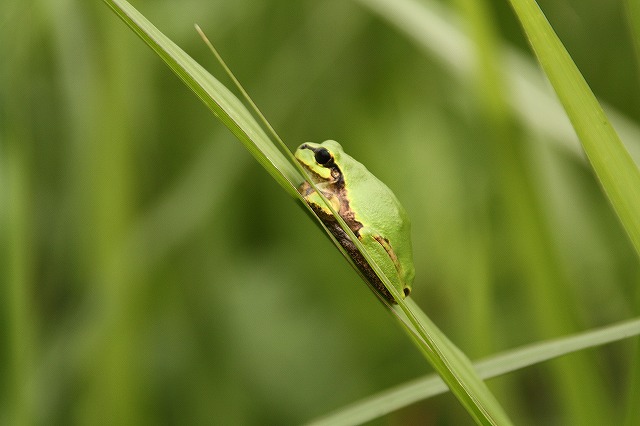 f:id:yuuko1220:20150924141850j:plain