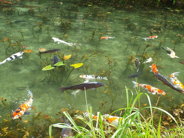 f:id:yuuko1220:20160811214918j:plain f:id:yuuko1220:20160811214918j:plain