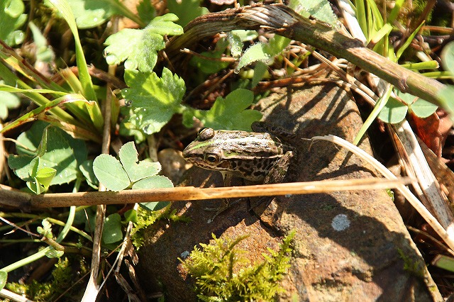 f:id:yuuko1220:20160811214929j:plain f:id:yuuko1220:20160811214929j:plain