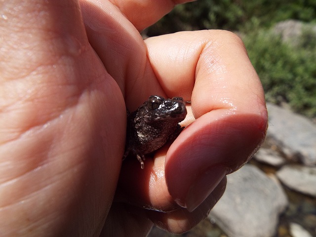 f:id:yuuko1220:20160812160012j:plain f:id:yuuko1220:20160812160012j:plain