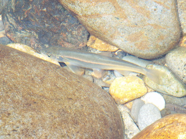 f:id:yuuko1220:20160812160017j:plain f:id:yuuko1220:20160812160017j:plain