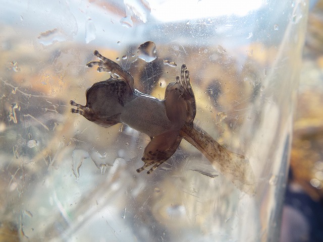 f:id:yuuko1220:20160812160018j:plain f:id:yuuko1220:20160812160018j:plain