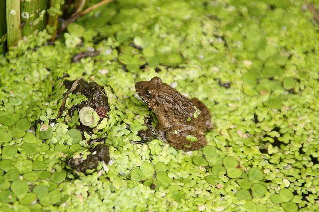 f:id:yuuko1220:20160817205940j:plain f:id:yuuko1220:20160817205940j:plain