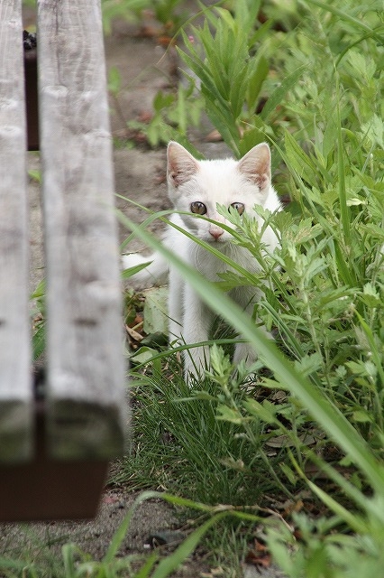 f:id:yuuko1220:20160817205941j:plain f:id:yuuko1220:20160817205941j:plain