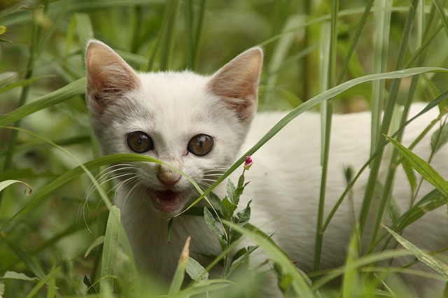 f:id:yuuko1220:20160817205942j:plain f:id:yuuko1220:20160817205942j:plain