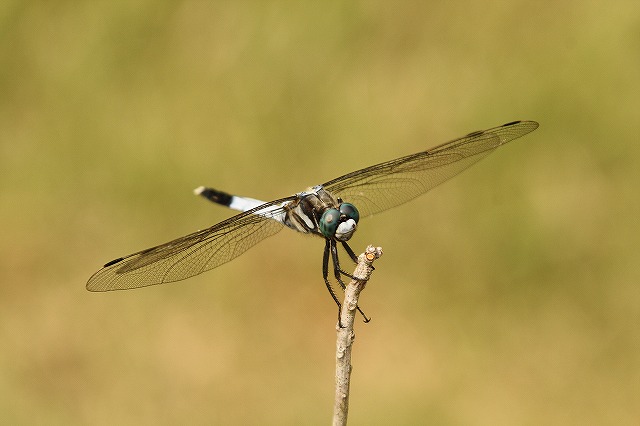 f:id:yuuko1220:20160817210103j:plain