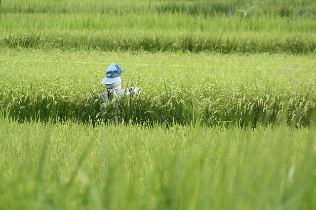 f:id:yuuko1220:20160817210156j:plain f:id:yuuko1220:20160817210156j:plain