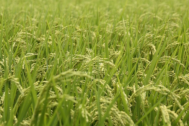 f:id:yuuko1220:20160817210814j:plain f:id:yuuko1220:20160817210814j:plain