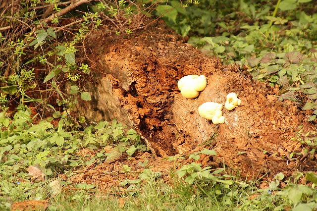 f:id:yuuko1220:20161021165403j:plain f:id:yuuko1220:20161021165403j:plain