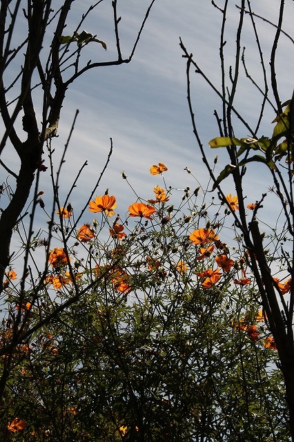 f:id:yuuko1220:20161021165413j:plain f:id:yuuko1220:20161021165413j:plain