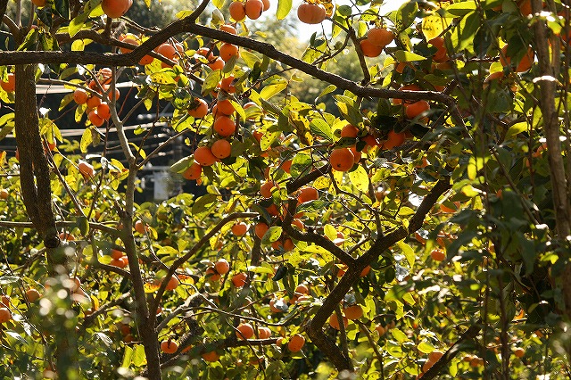 f:id:yuuko1220:20161021165414j:plain f:id:yuuko1220:20161021165414j:plain