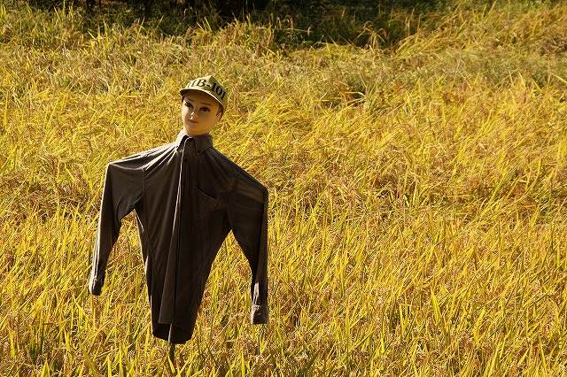 f:id:yuuko1220:20161021165418j:plain f:id:yuuko1220:20161021165418j:plain