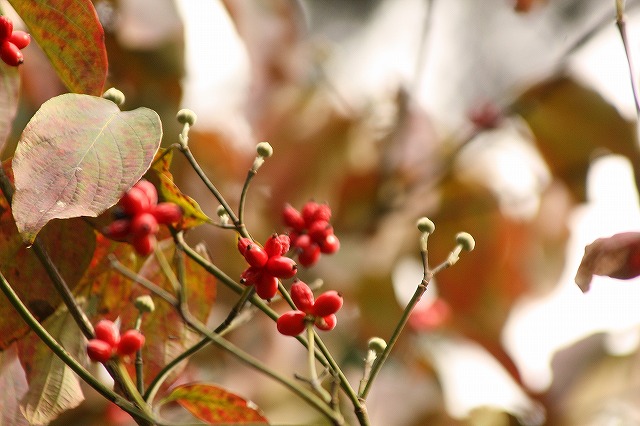 f:id:yuuko1220:20161021165929j:plain f:id:yuuko1220:20161021165929j:plain