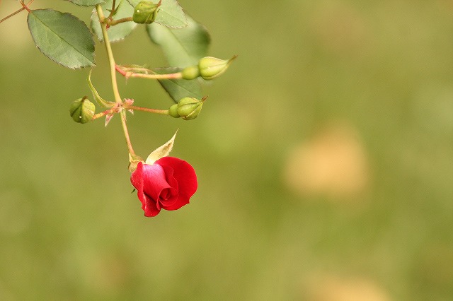 f:id:yuuko1220:20161021165931j:plain f:id:yuuko1220:20161021165931j:plain