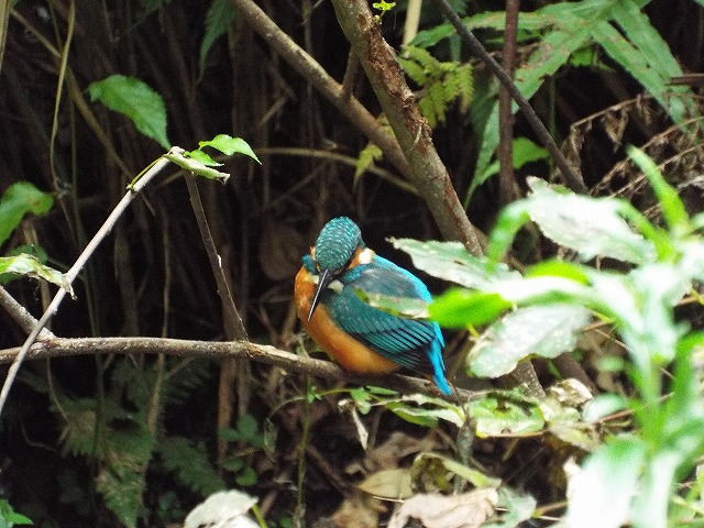 f:id:yuuko1220:20161102164014j:plain