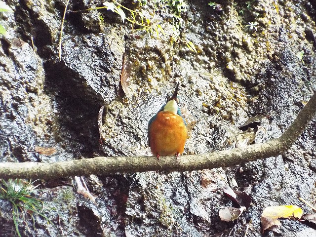 f:id:yuuko1220:20161102164016j:plain