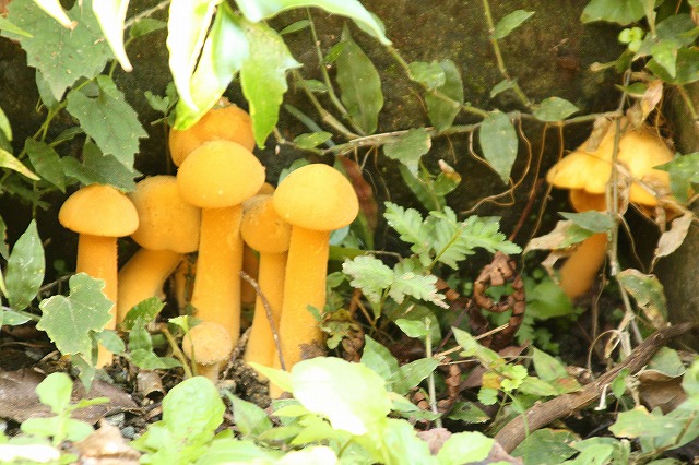 f:id:yuuko1220:20161105213511j:plain