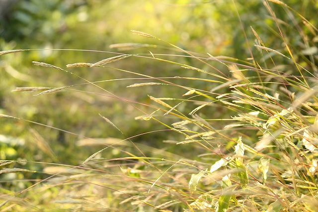 f:id:yuuko1220:20161105213512j:plain