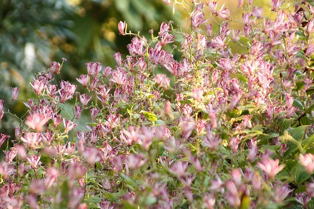 f:id:yuuko1220:20161105213513j:plain