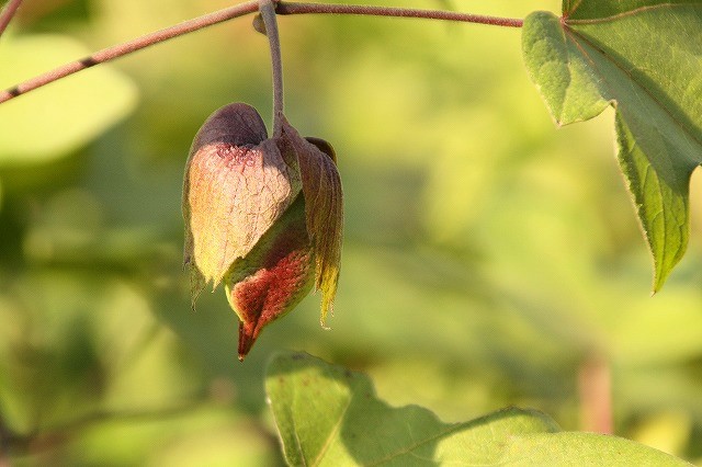 f:id:yuuko1220:20161105213515j:plain