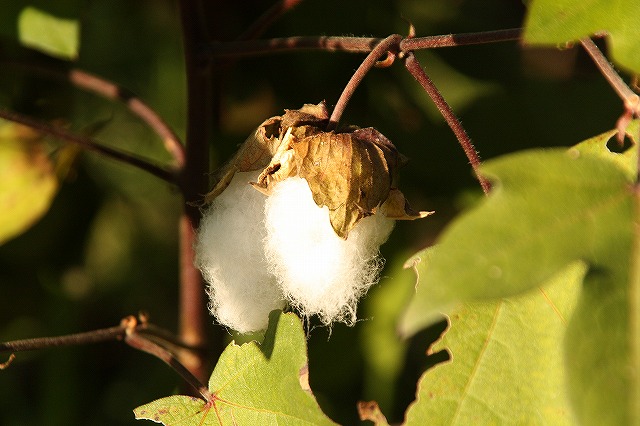 f:id:yuuko1220:20161105213516j:plain