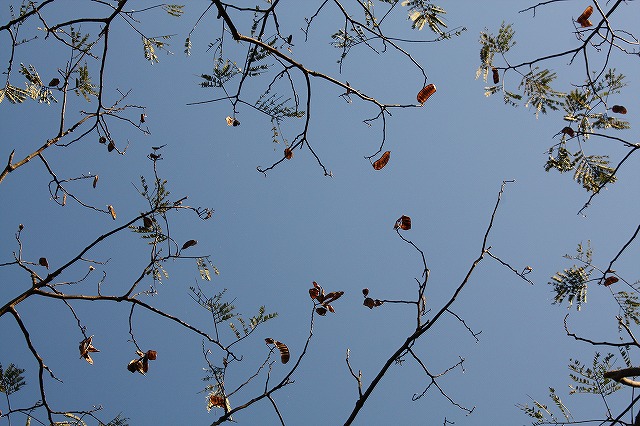 f:id:yuuko1220:20161105213517j:plain