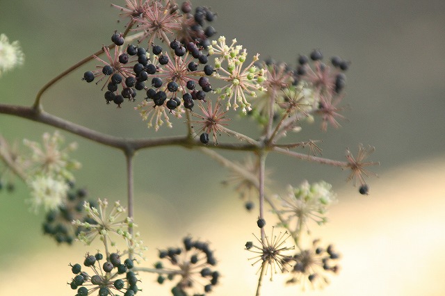 f:id:yuuko1220:20161105213518j:plain