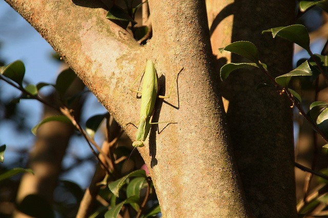 f:id:yuuko1220:20161107151416j:plain