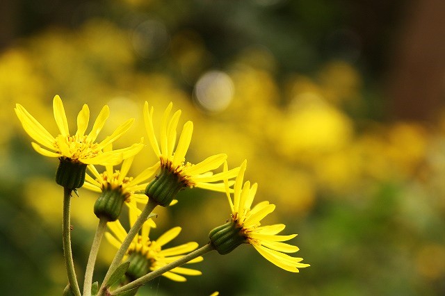 f:id:yuuko1220:20161111212244j:plain