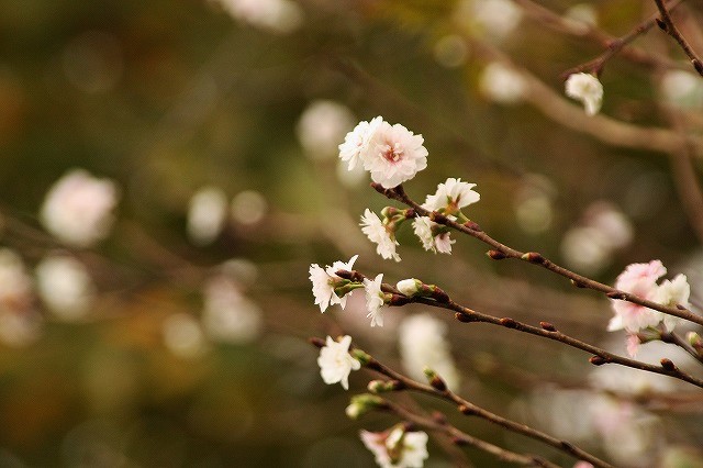 f:id:yuuko1220:20161111212246j:plain