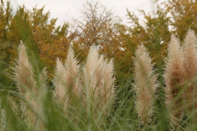 f:id:yuuko1220:20161111212247j:plain