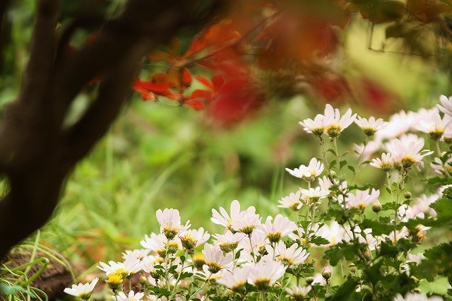 f:id:yuuko1220:20161111212249j:plain