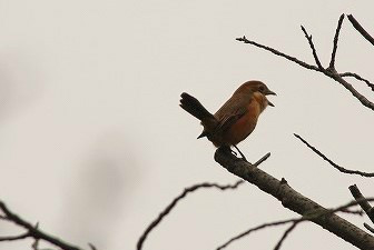 f:id:yuuko1220:20161111212725j:plain