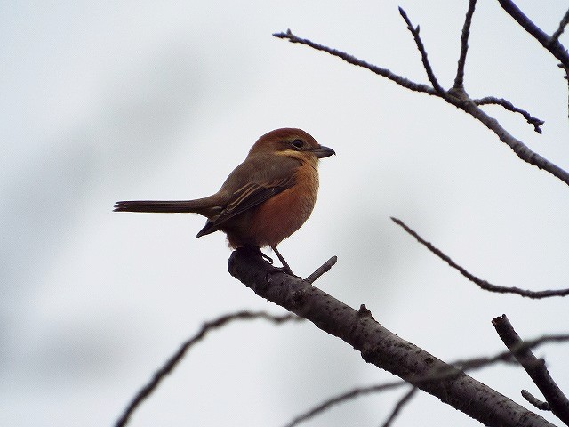 f:id:yuuko1220:20161111212934j:plain