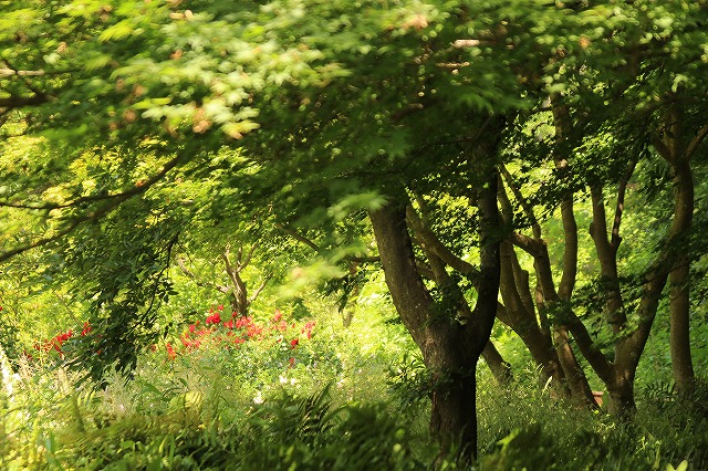 f:id:yuuko1220:20170531132230j:plain f:id:yuuko1220:20170531132230j:plain